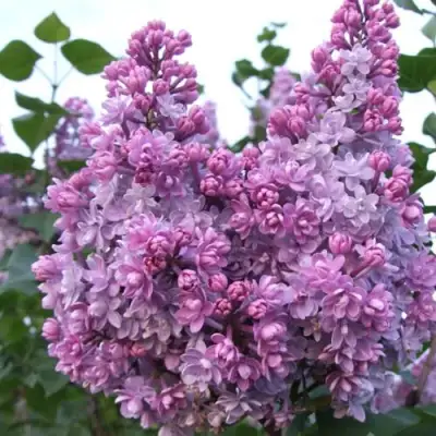 Сирень КОЛХОЗНИЦА в Колодищи