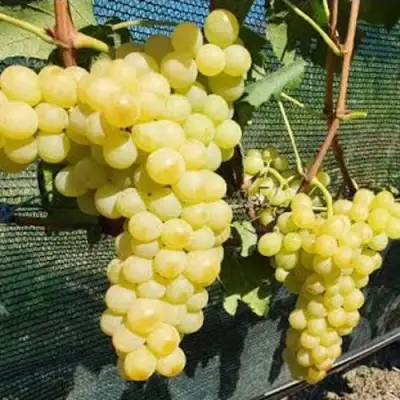 Виноград КИШМИШ ЗОЛОТЦЕ в Колодищи
