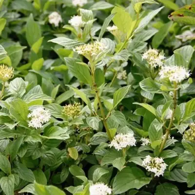 Дерен ФЛАВИРАМЕА отпрысковый в Колодищи