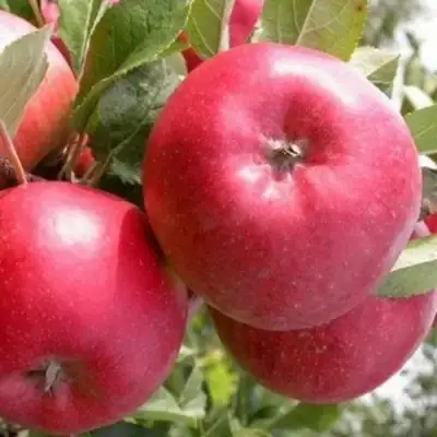 Яблоня ПОСПЕХ в Колодищи