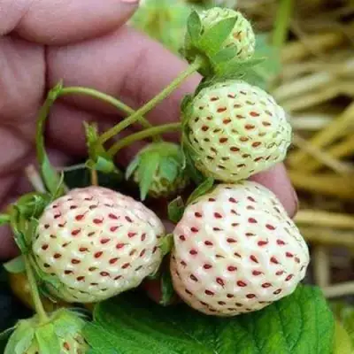 Клубника АНАНАСА ремонтантная в Колодищи