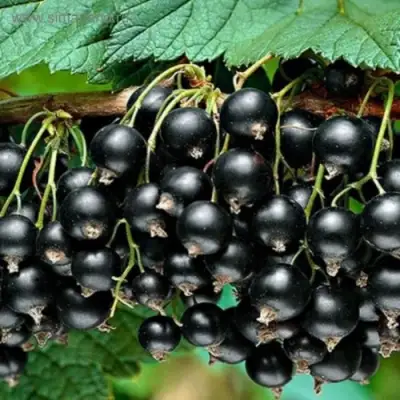 Смородина черная БЕН КОНАН в Колодищи