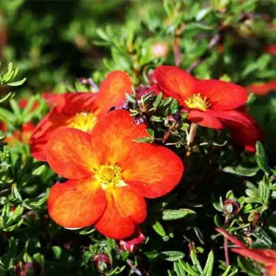 Лапчатка РЕД АЙС кустарниковая в Колодищи