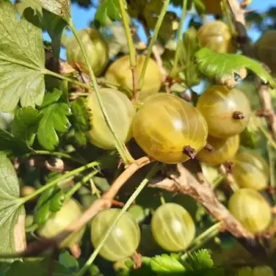Крыжовник БЕЛОРУCСКИЙ САХАРНЫЙ 2 в Колодищи