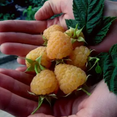 Малина ЗЮГАНА ЗОЛОТАЯ в Колодищи