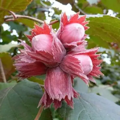 Фундук СКАРЛЕТТ в Колодищи