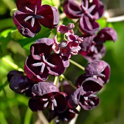 Акебия ПЯТЁРНАЯ  в Колодищи