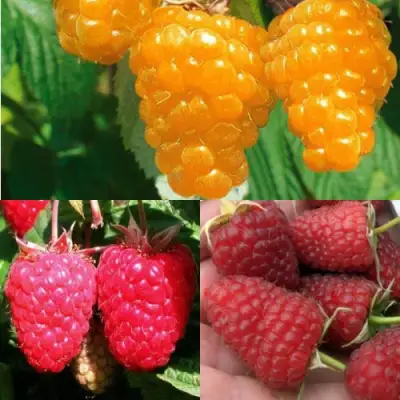 Комплект ЗОЛОТАЯ МАЛИНА в Колодищи