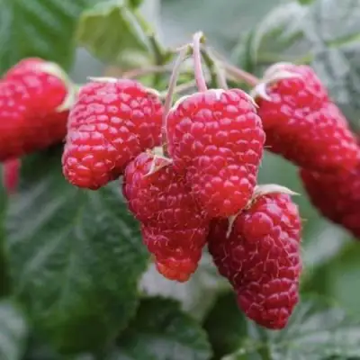 Малина МАРОСЕЙКА в Колодищи