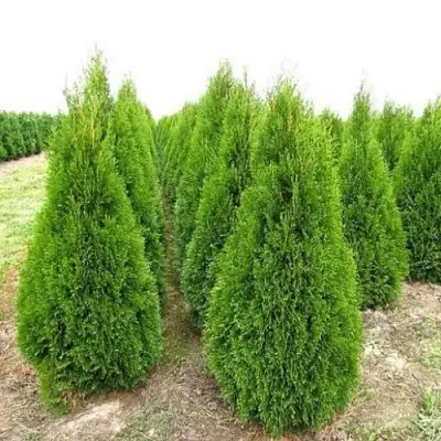 Туя СМАРАГД западная в Колодищи