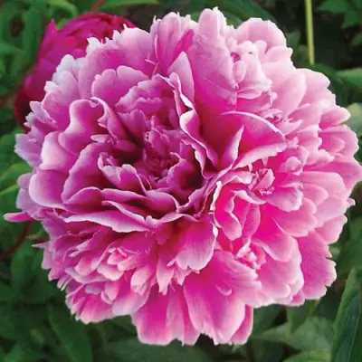 Пион ПУРПУРНАЯ ФЕЕРИЯ травянистый в Колодищи