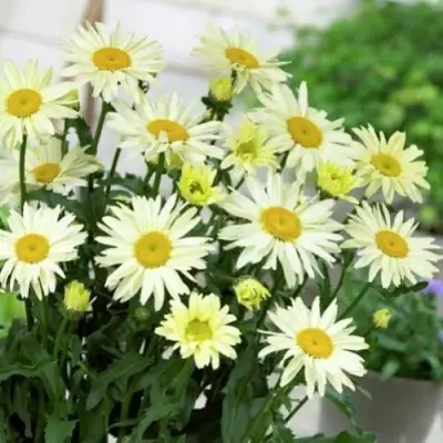 Нивяник БРОДВЕЙ ЛАЙТС великолепный в Колодищи