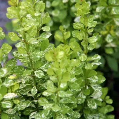 Барбарис ПАУ ВАУ тунберга в Колодищи