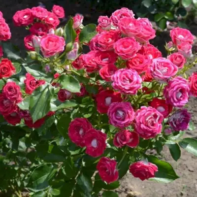 Роза ШОНЕ КОБЛЕНЦЕРИН флорибунда в Колодищи