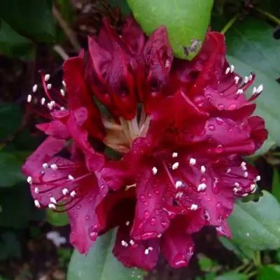 Рододендрон КАЛИ в Колодищи