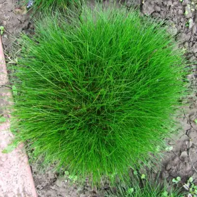 Овсяница ГОТЬЕ в Колодищи