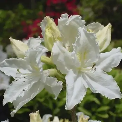 Азалия ОКСИДОЛ листопадная в Колодищи