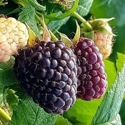 Малина БЛЭК ПОЛЬКА (ХЕБАН) в Колодищи