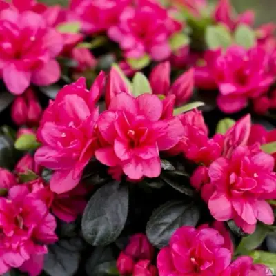 Азалия КАНЗОНЕТТА японская в Колодищи