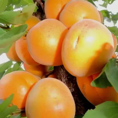 Абрикос ДЕСЕРТНЫЙ в Колодищи