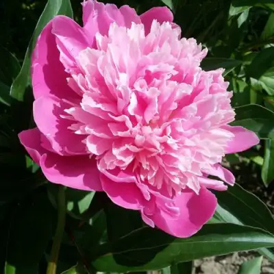 Пион ГОЛУБАЯ ХРИЗАНТЕМА травянистый в Колодищи