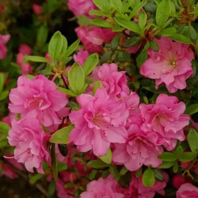 Азалия РОЗИНЕТТА японская в Колодищи