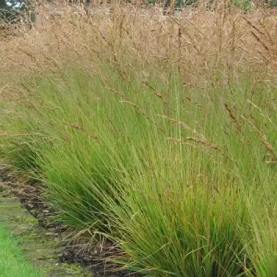 Молиния ПОЛ ПЕТЕРСОН голубая в Колодищи