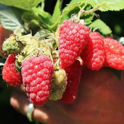 Малина ПАТРИЦИЯ в Колодищи