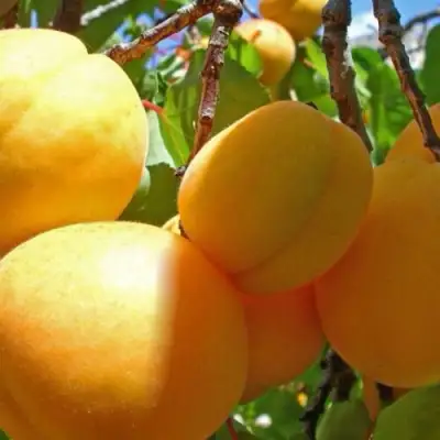 Абрикос ПАМЯТЬ ЛОЙКО в Колодищи