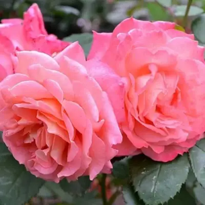 Роза ИНСТИТУТ ЛЮМЬЕР шраб в Колодищи