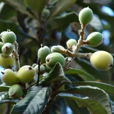 МУШМУЛА  в Колодищи