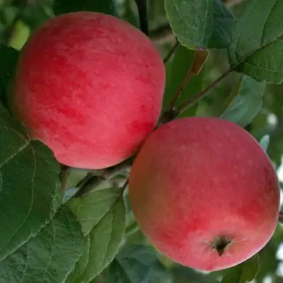 Яблоня СУЙСЛЕПСКОЕ (МАЛИНОВКА) в Колодищи