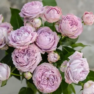 Роза ЛАВАНДЕР БАБЛС спрей в Колодищи