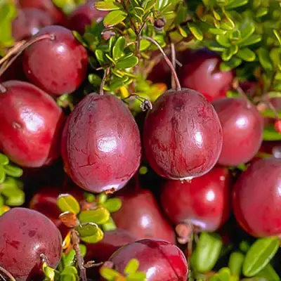 Клюква БЕН ЛИР в Колодищи