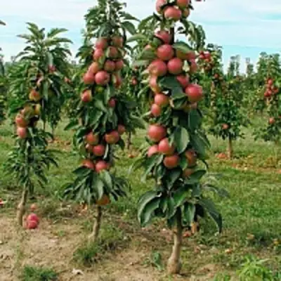 Яблоня ЯНТАРНОЕ ОЖЕРЕЛЬЕ колонновидная в Колодищи