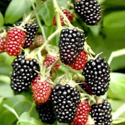 Ежемалина ДАРРОУ в Колодищи