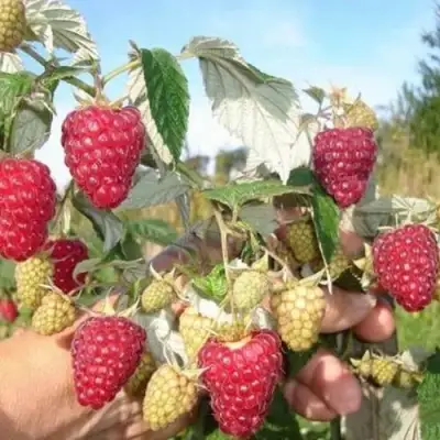 Малина ЖАР-ПТИЦА в Колодищи