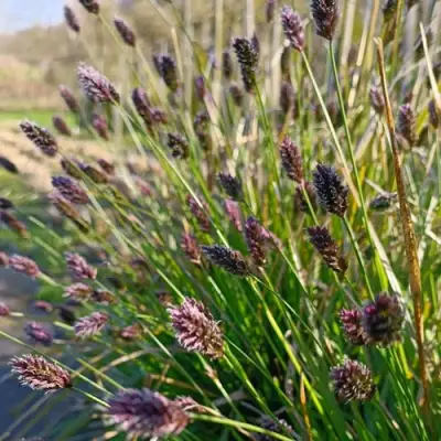 Сейслерия ХЕФЛЕРА в Колодищи