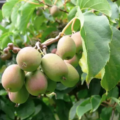 Актинидия ЛЮСИ аргута  в Колодищи