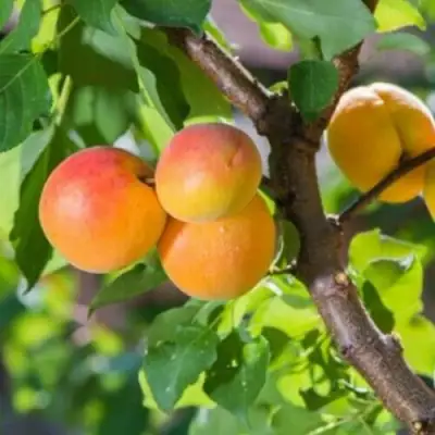 Абрикос РИТАУСМА в Колодищи