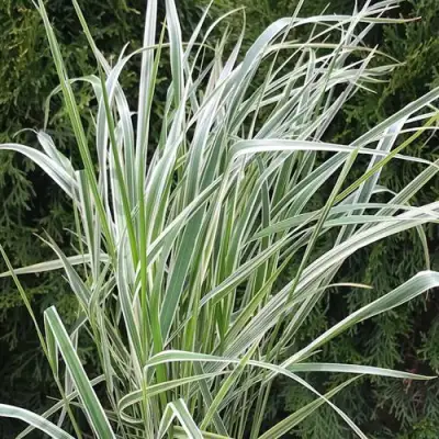 Вейник ОВЕРДАМ остроцветковый в Колодищи