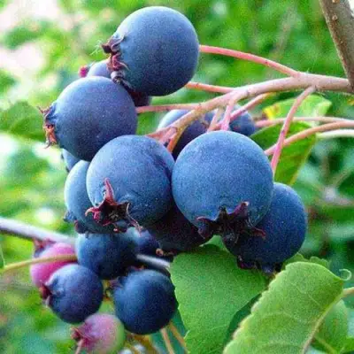 Ирга ПЕМБИНА в Колодищи