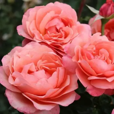 Роза КОРАЛ ЛИОНС РОУЗ флорибунда в Колодищи