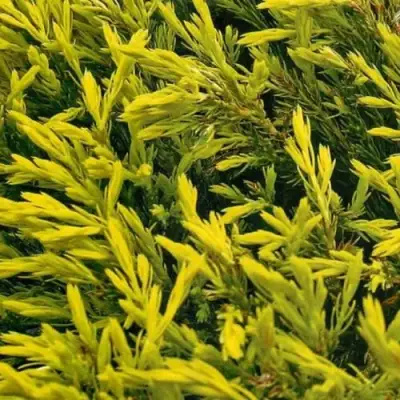 Можжевельник ЛАЙМ ГЛОУ горизонтальный  в Колодищи