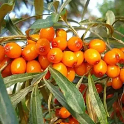 Облепиха БОТАНИЧЕСКАЯ в Колодищи