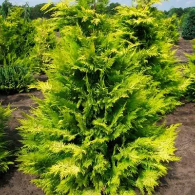 Кипарисовик ГОЛДЕН ВОНДЕР лавсона в Колодищи