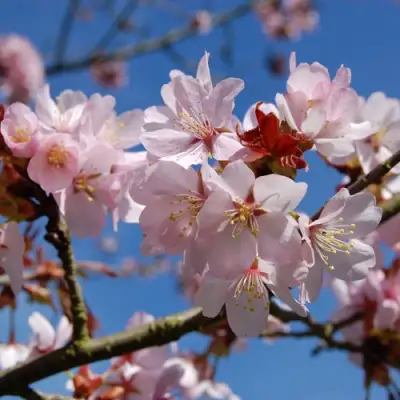 Вишня РАНЧО САРЖЕНТА в Колодищи