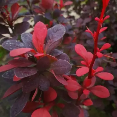 Барбарис РЕД ПИЛЛАР тунберга в Колодищи