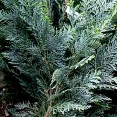 Кипарисовик ДАРТС БЛЮ РИББОН лавсона в Колодищи