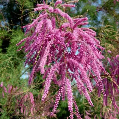 Тамарикс ПИНК КАСКАД в Колодищи